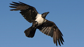 Spy Ravens Once Roamed The Sky